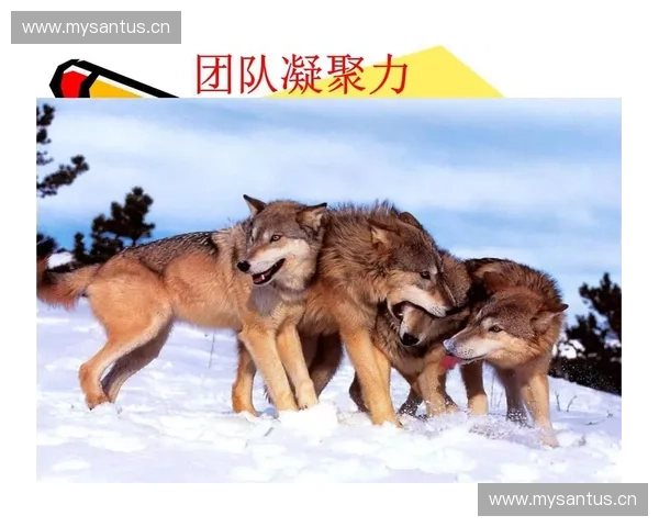 提升团队凝聚力与协作效率的有效管理策略与实践探索